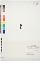 菱形奴草藏品圖，第1張