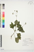 下田菊藏品圖，第1張