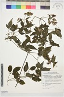 巴氏鐵線蓮藏品圖，第1張