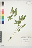黃花鳳仙花藏品圖，第1張