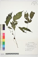長柄冷水麻藏品圖，第1張