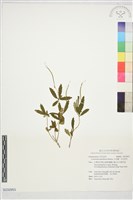 石吊蘭、吊石苣苔藏品圖，第1張