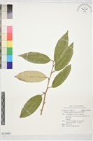 慈恩胡頹子藏品圖，第1張