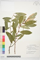 藤胡頹子藏品圖，第1張