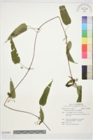 亨利氏鐵線蓮藏品圖，第1張