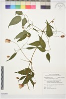 小木通藏品圖，第1張