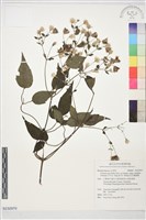 巴氏鐵線蓮藏品圖，第1張