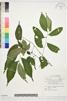 臺灣樓梯草藏品圖，第1張