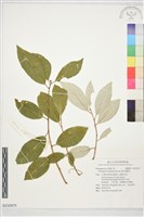 鄧氏胡頹子藏品圖，第1張