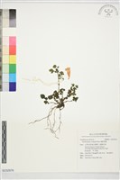 翅柄馬藍藏品圖，第1張