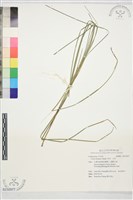 束草、莎草藏品圖，第1張