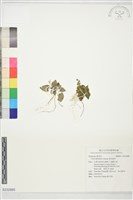喜岩堇菜藏品圖，第1張