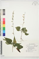 阿里山鬼督郵藏品圖，第1張