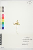 豆瓣綠, 小椒草藏品圖，第1張