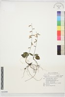 阿里山鬼督郵藏品圖，第1張