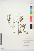 笑靨花藏品圖，第1張