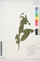 山桂花, 杜莖山藏品圖，第1張