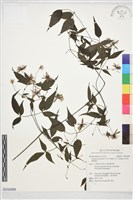 田村氏鐵線蓮藏品圖，第1張