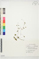 臺灣蛇莓藏品圖，第1張