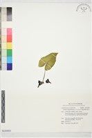 罈花細辛藏品圖，第1張