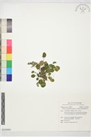 倒卵葉裂緣花藏品圖，第1張