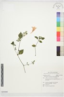 蘭嵌馬藍藏品圖，第1張