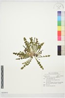 臺灣蒲公英藏品圖，第1張