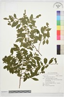 細枝柃木藏品圖，第1張