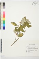 玉山胡頹子藏品圖，第1張