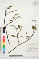 褐毛柳、阿里山柳藏品圖，第1張