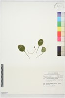 倒卵葉裂緣花藏品圖，第1張