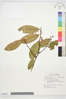 藤胡頹子藏品圖，第1張