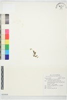 紫花地丁藏品圖，第1張