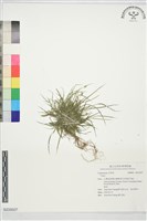 登錄號:S233027藏品圖，第1張