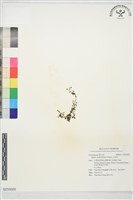 火焰草藏品圖，第1張