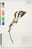 栓皮櫟藏品圖，第1張