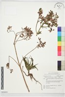 小燈籠草、大還魂藏品圖，第1張