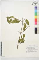 華八仙藏品圖，第1張