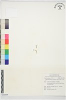 瓜槌草、漆姑草藏品圖，第1張