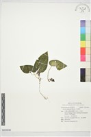 上花細辛藏品圖，第1張