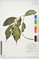 巒大冷清草藏品圖，第1張