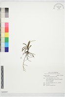 羞花蘭藏品圖，第1張