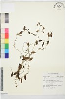 小豆蘭、細豆蘭藏品圖，第1張