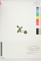 倒卵葉裂緣花藏品圖，第1張