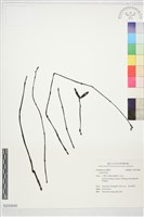 登錄號:S233045藏品圖，第1張