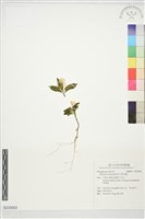 巨葉花遠志藏品圖，第1張