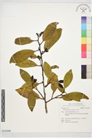 紅淡比藏品圖，第1張