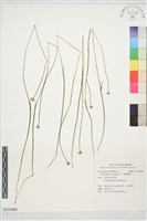 大葉穀精草藏品圖，第1張