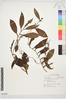 柚葉藤藏品圖，第1張