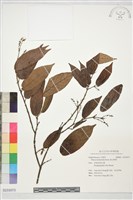 粗毛野桐藏品圖，第1張